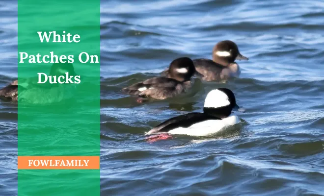 White Patches On Ducks: Genetics, Health, And Environmental Factors