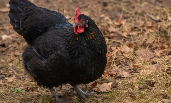 Why Do Chickens Sneeze? (+10 Facts And Treatment)