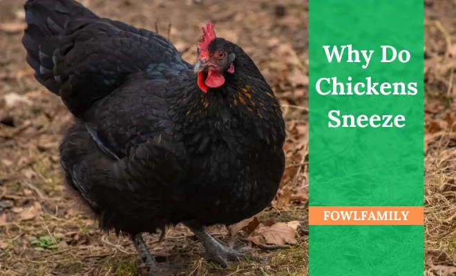 Why Do Chickens Sneeze? (+10 Facts And Treatment)