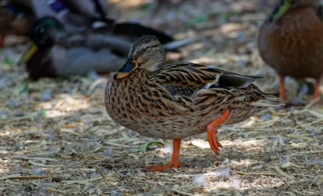 Why Do Ducks Sleep On One Leg? (To Warm With +6 Benefits)