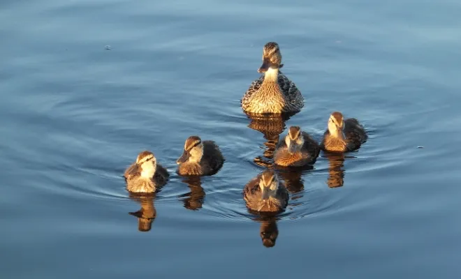 Why Do Ducks Swim In Circle? 6 Facts You Should Know!