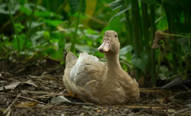 Why Do Ducks Abandon Their Eggs? 3 Major Causes And Signs!