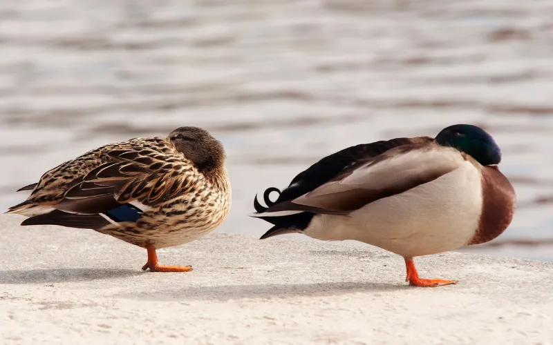 Why Do Ducks Sleep With One Eye Open