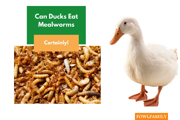 Can Ducks Eat Mealworms