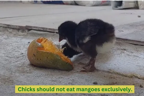 chicks should not eat mangoes exclusively.