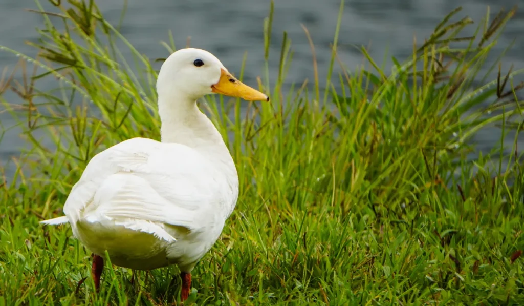Do Ducks Like Orange