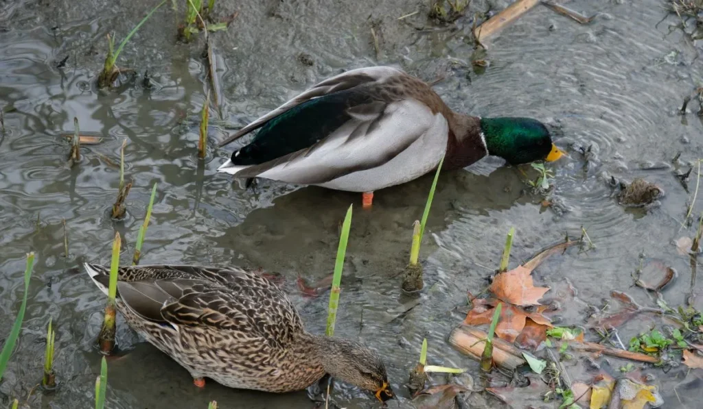 Ducks eat small fish