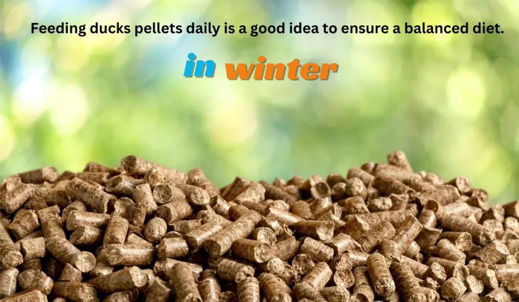 feeding ducks pellets