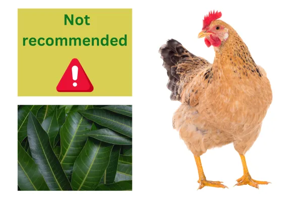 mango seeds not recommended
