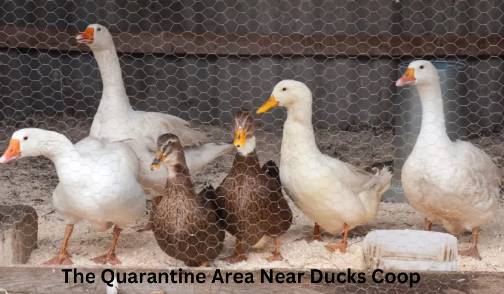 the Quarantine Area Near Ducks Coop