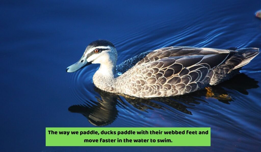 Things That Make Ducks A Fast Swimmer