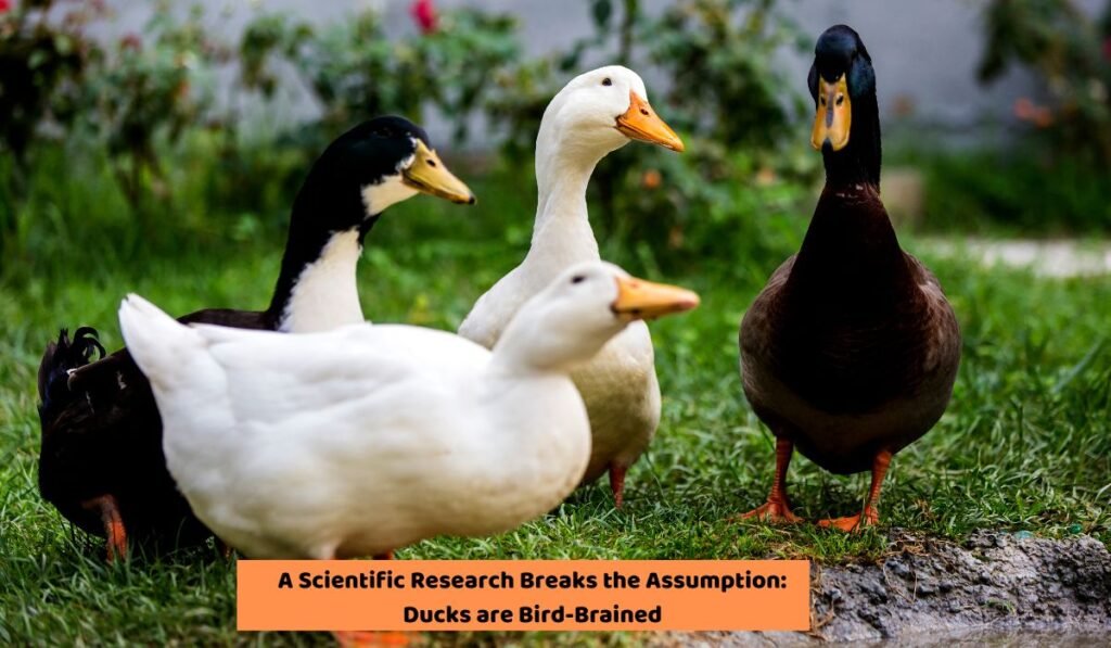 A Scientific Research Breaks the Assumption: Ducks are Bird-Brained