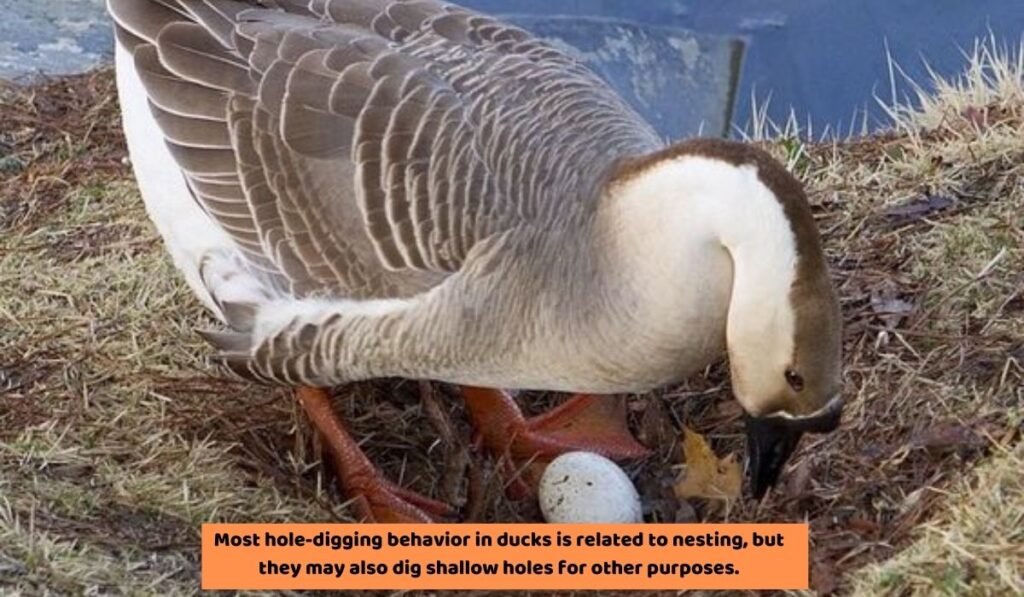  Rest and Foraging