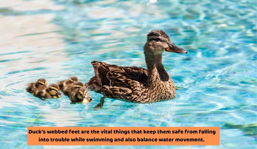 How Do Webbed Feet Help Ducks Survive In Water