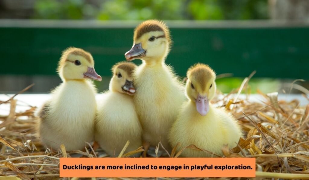 Do Ducklings Exhibit This Behavior