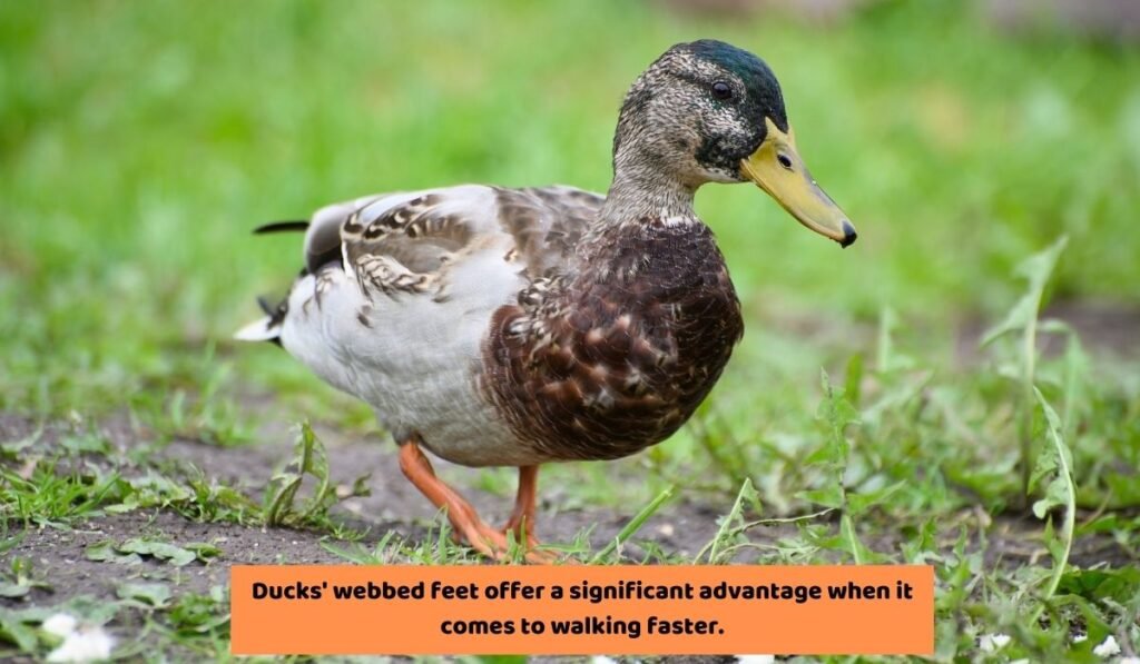 Why Do Ducks Have Webbed Feet?