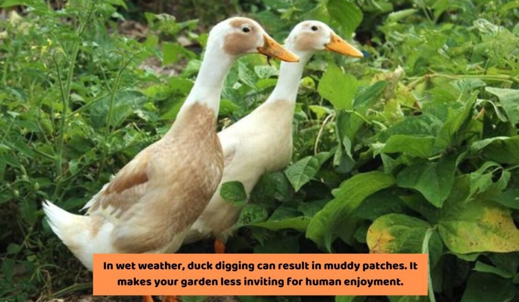 Can This Behavior Cause Any Harm to the Garden