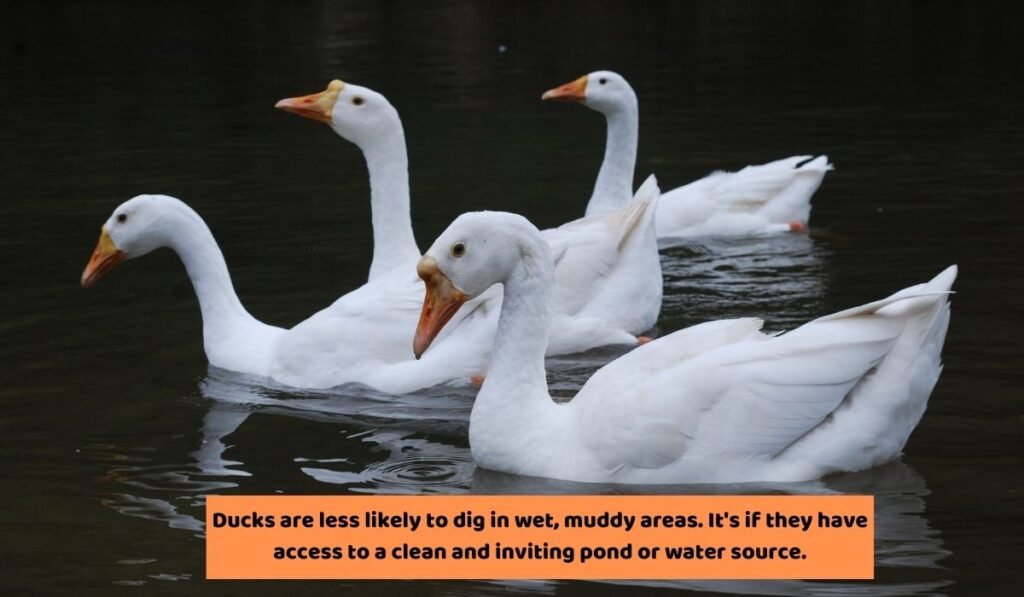 Ways to Stop Ducks From Digging Holes in Your Garden