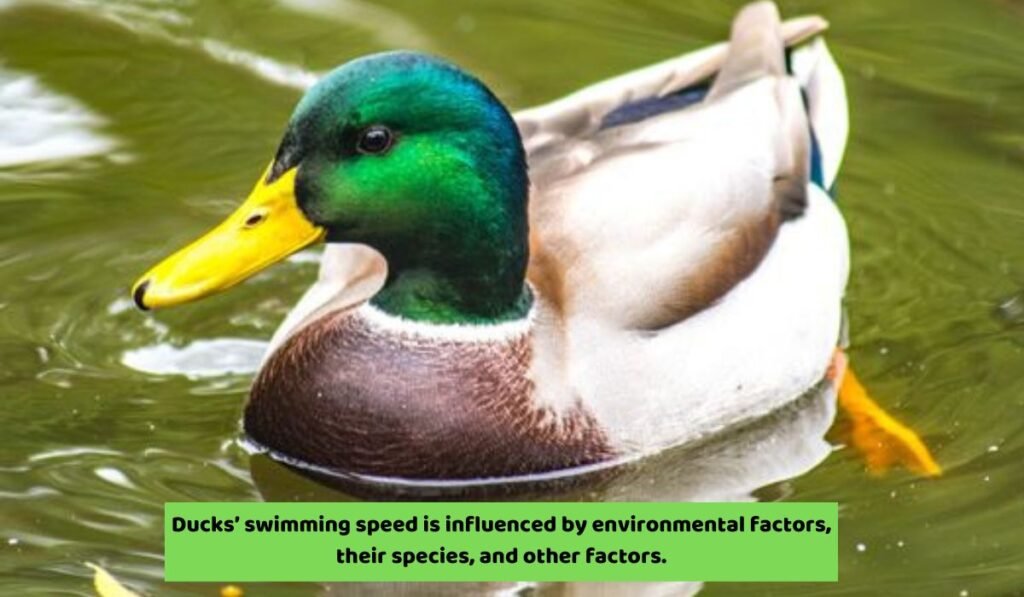 How Fast Can A Duck Swim