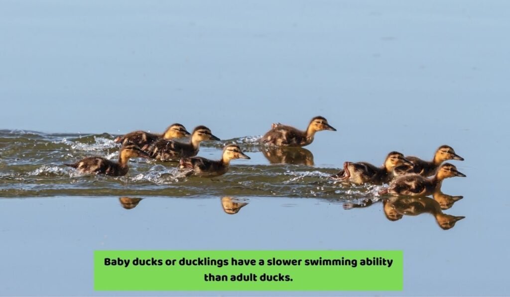 How Fast Can Baby Ducks Swim