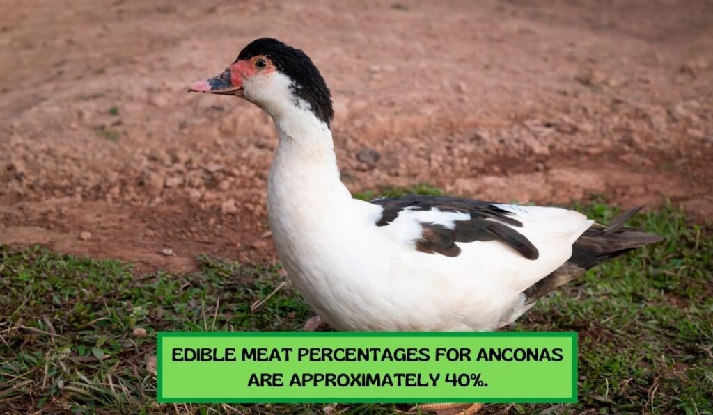 Ancona Ducks' Meat Production