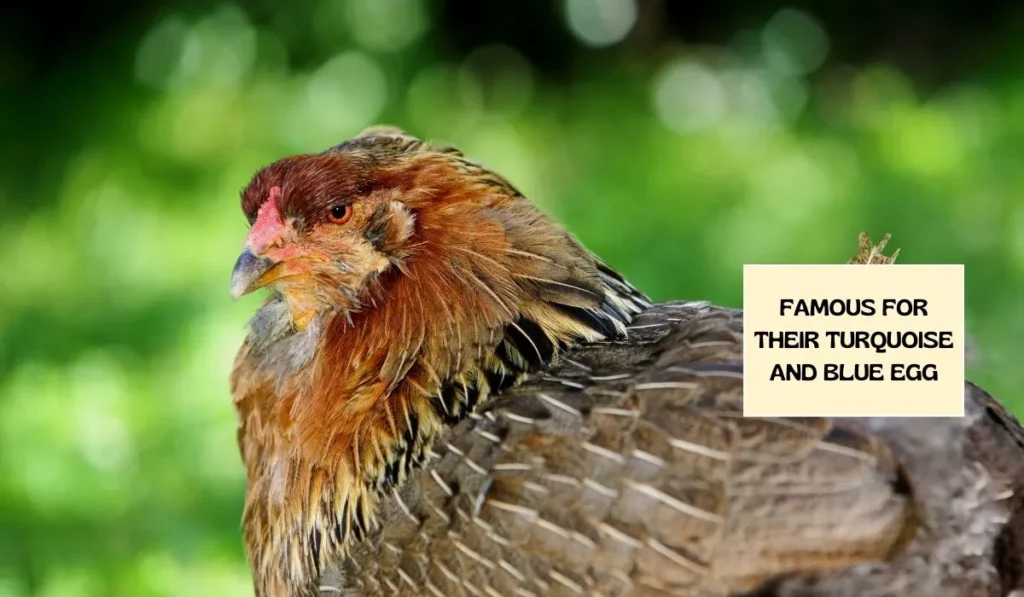 Araucanas Chicken Breed