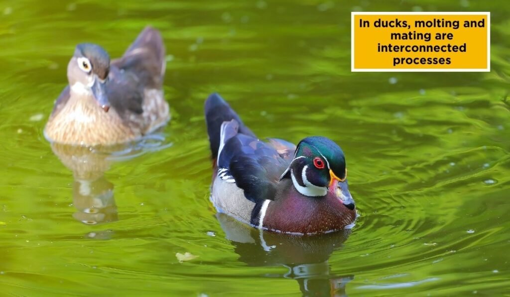 Are Molting and Mating Cycles Related