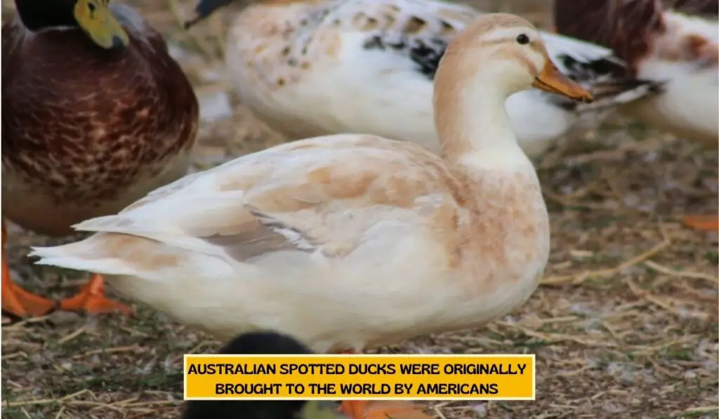 Australian Spotted ducks