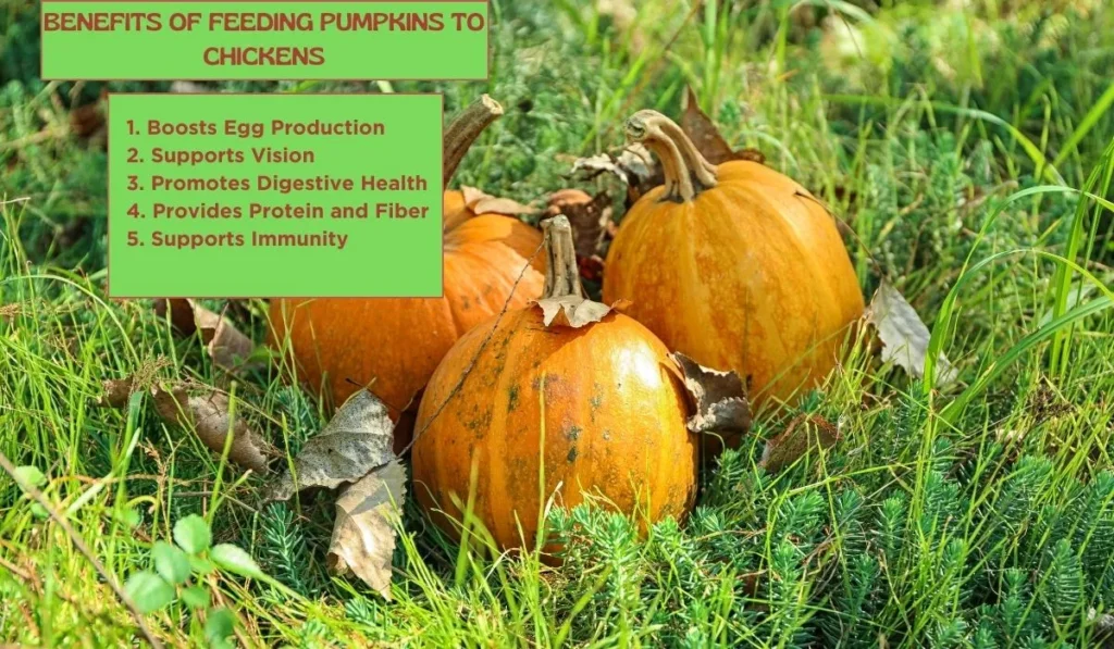Benefits of Feeding Pumpkins to Chickens