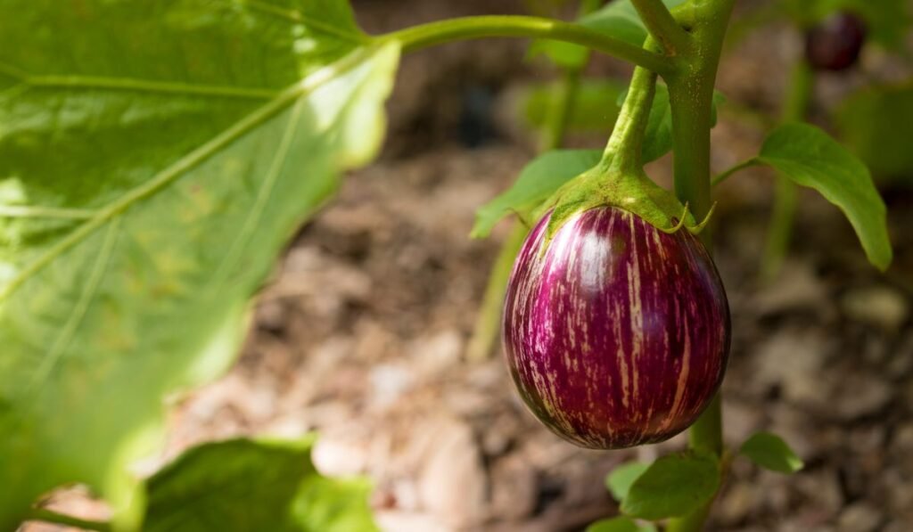 Benefits of Feeding Eggplants to Chicken