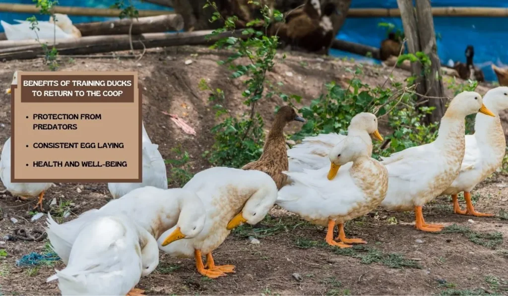 Benefits of Training Ducks to Return to the Coop
