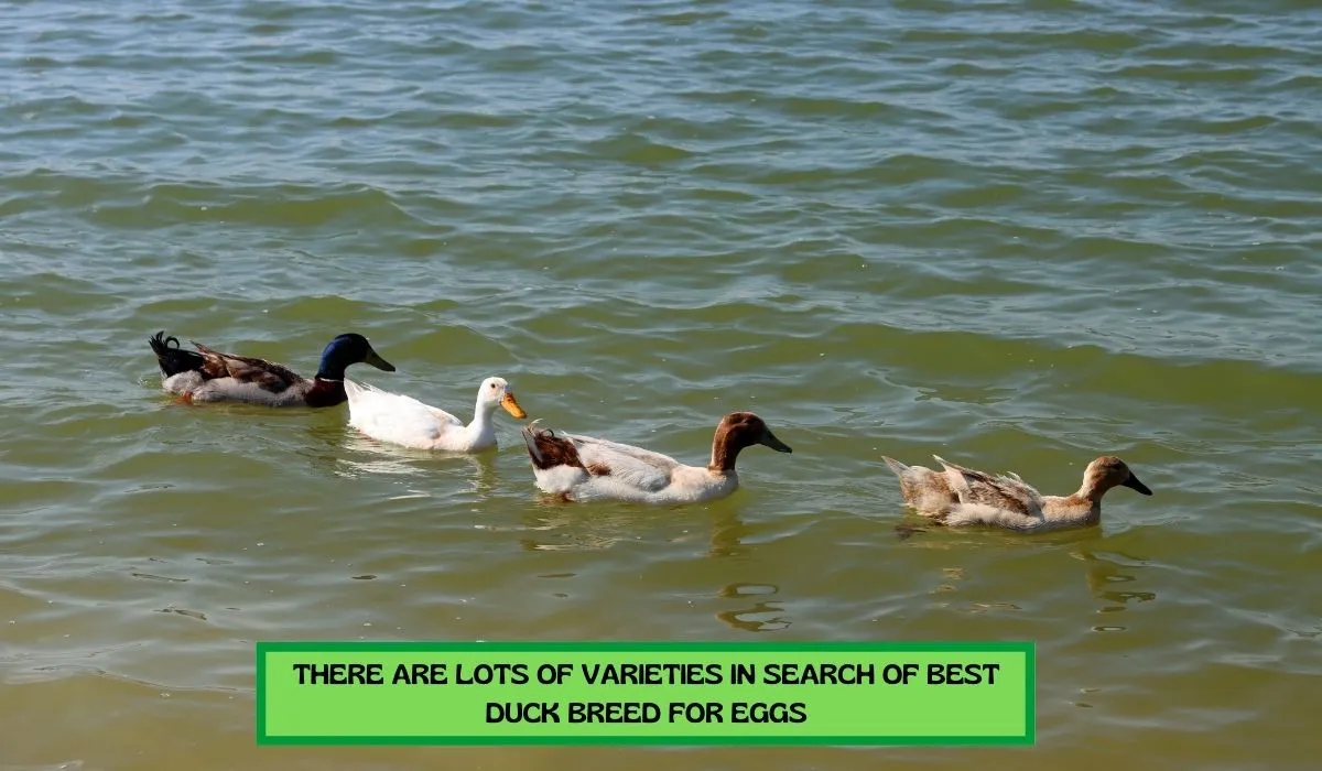 Best Egg-Laying Duck Breeds