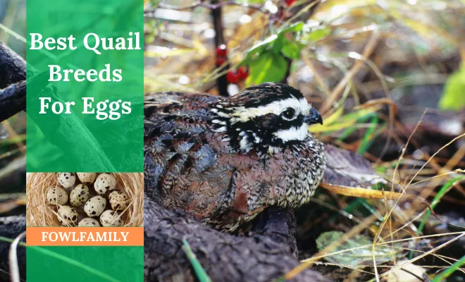 Best Quail Breeds For Eggs – Which One Lays The Most Eggs?