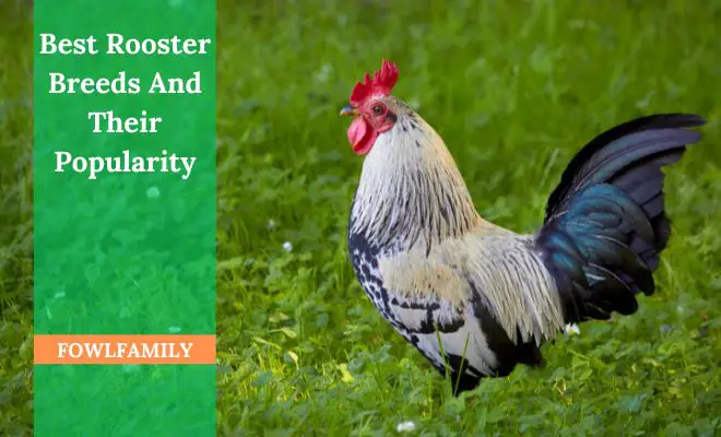 19 Best Rooster Breeds And Their Popularity!
