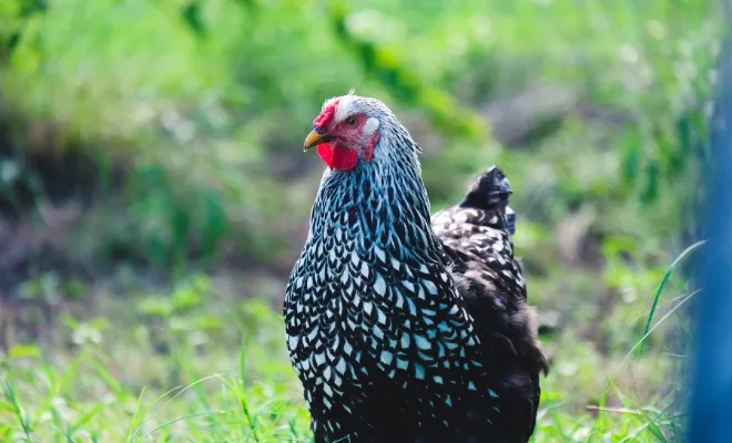 Discover the Blue-Laced Golden Wyandotte Chicken – A Striking and Unique Breed!