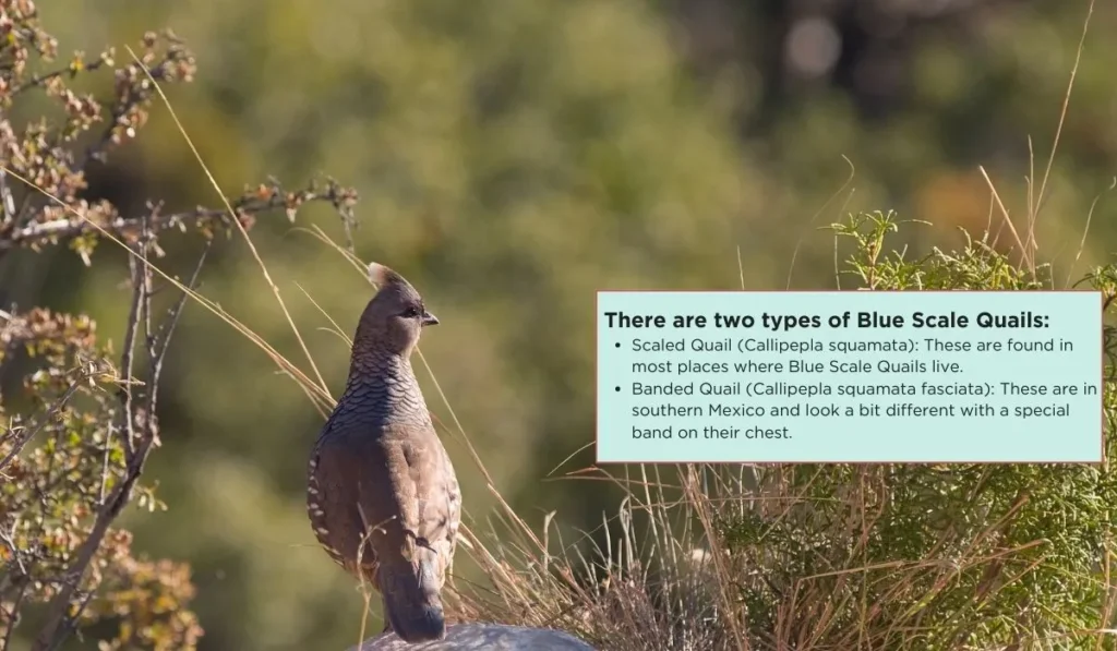 Blue Scale Quail Breed - A Short Profile