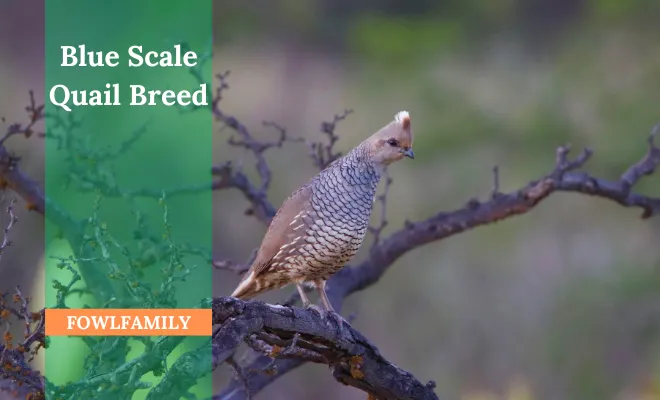 Blue Scale Quail Breed – A Species From New World Quail Family