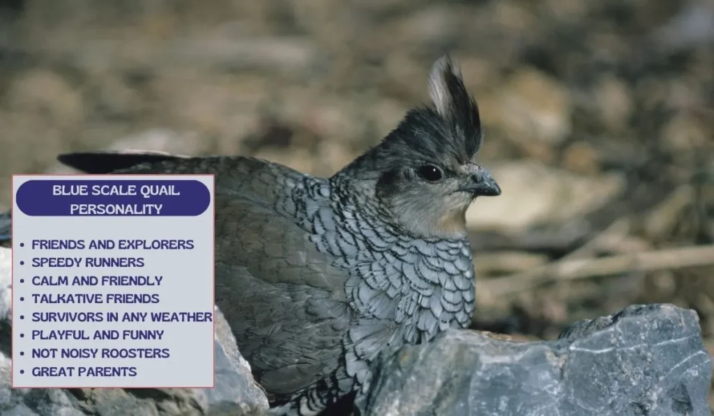 Blue Scale Quail Personality Test