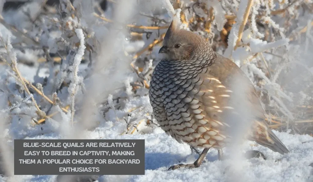 Blue Scale Quail Reproduction and Breeding