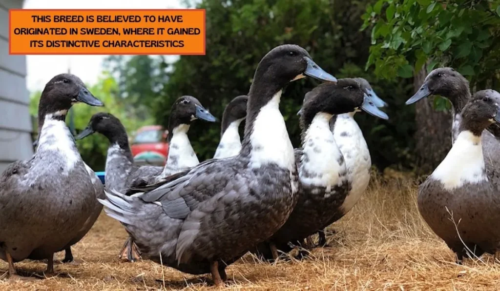 Blue Swedish Duck Breed