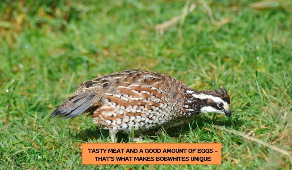 Bobwhite Quail