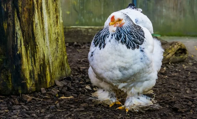 Buff Brahmas Chicken Breed: A Perfect Addition to Your Flock