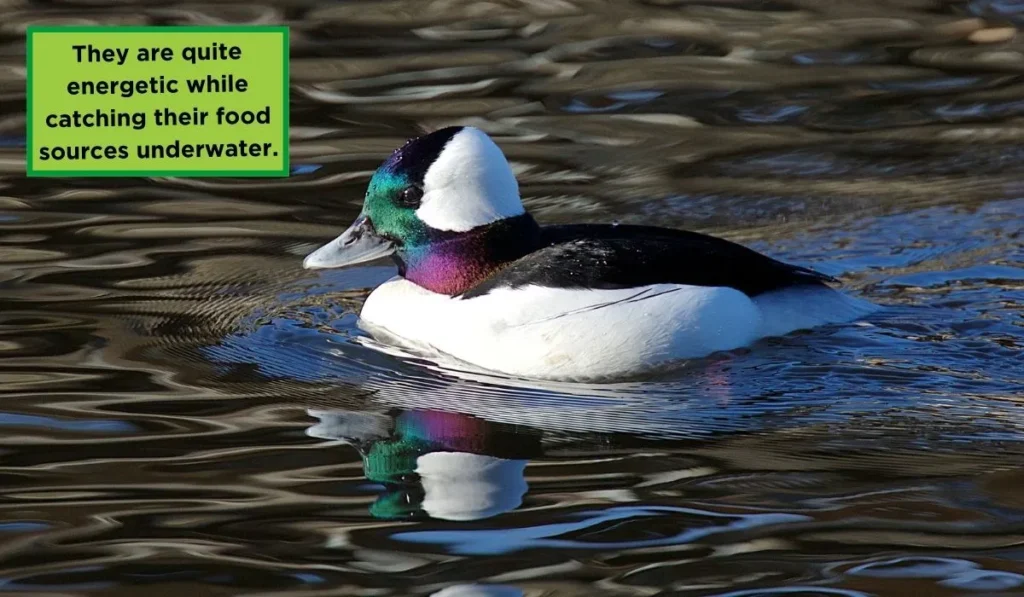 Bufflehead
