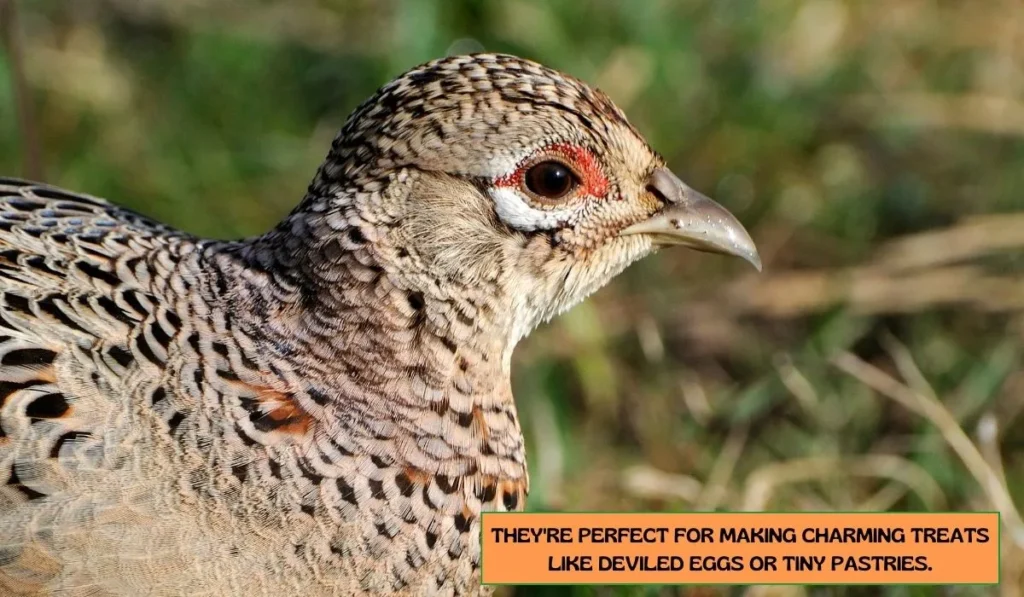 Bobwhite Quail