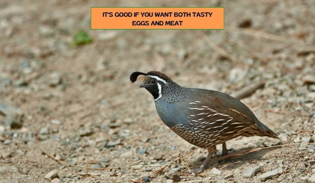california quail