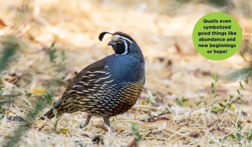 California Quail Breed Short Profile