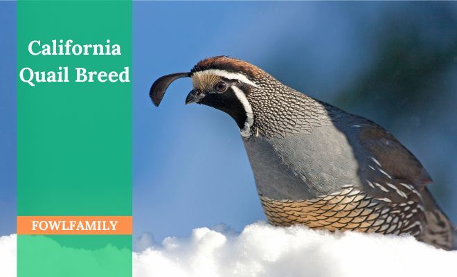 California Quail Breed: An Amazing Game Bird!