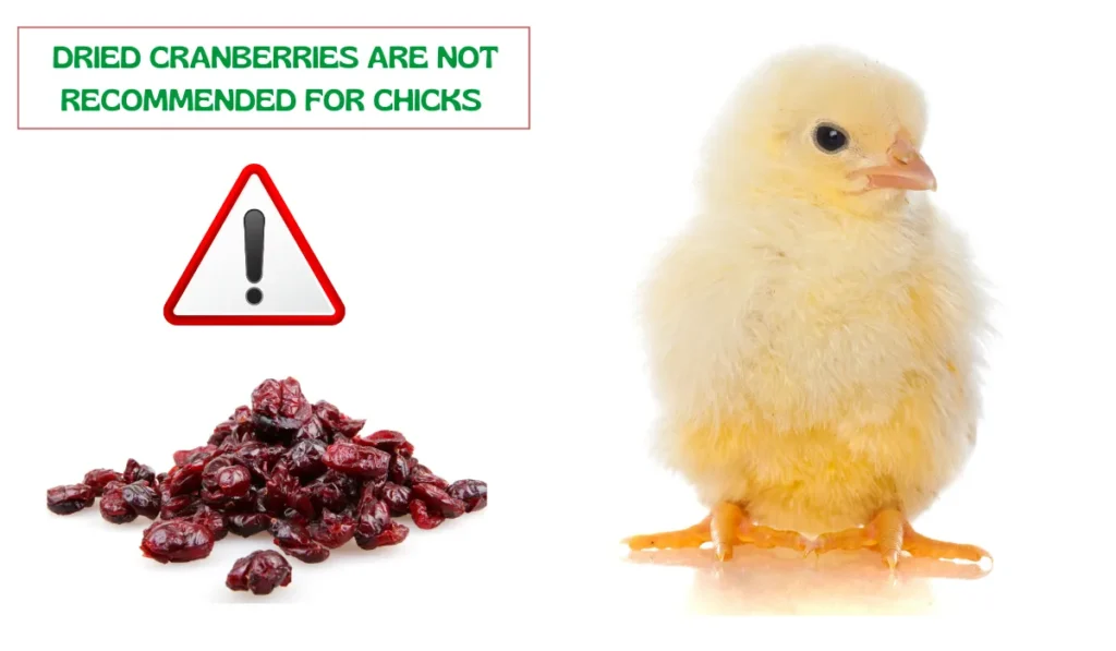 dried cranberries for chicks