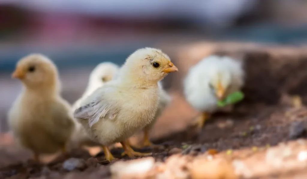 Can Baby Chickens Eat Pumpkins