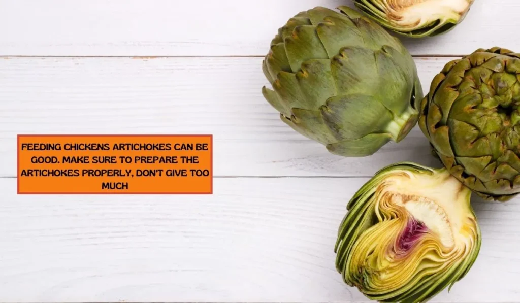 Chickens Eat Artichokes